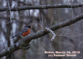 Robin, March 10, 2019